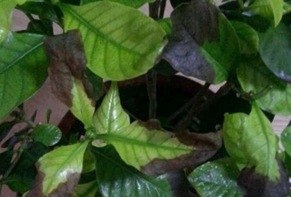 老茶葉水的功效與作用喝枸杞黃精茶有什么好處
