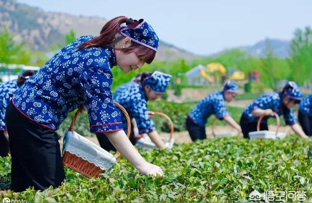 中.国的茶叶种类我国哪个朝代的茶叶发展最鼎盛