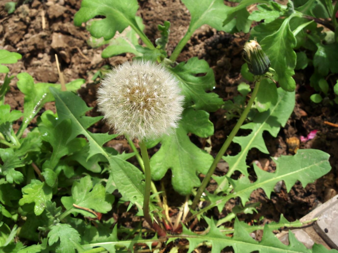 蒲公英茶蒲公英茶的保存方法