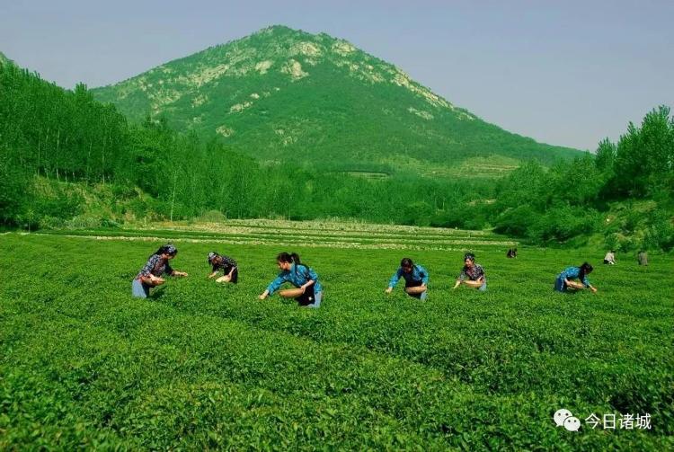 浙江绿茶叶批发价格日照新茶多少钱一斤