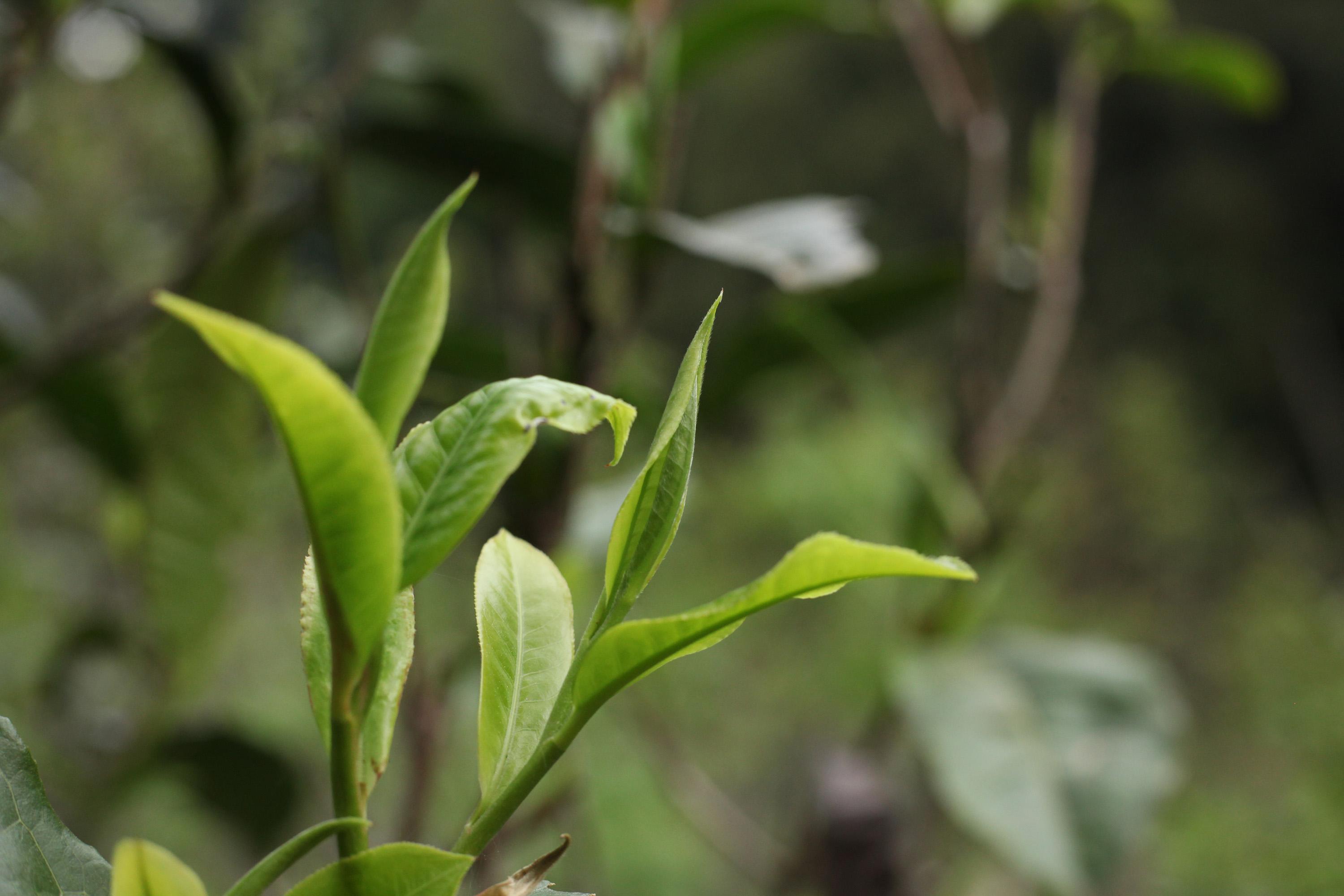 茶葉堿的作用與功效茶苦好還是不苦好