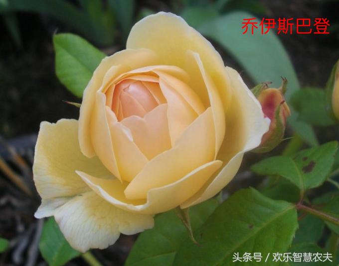 茶葉棵的功效與作用祁門一村民燒自家茶棵梗走火