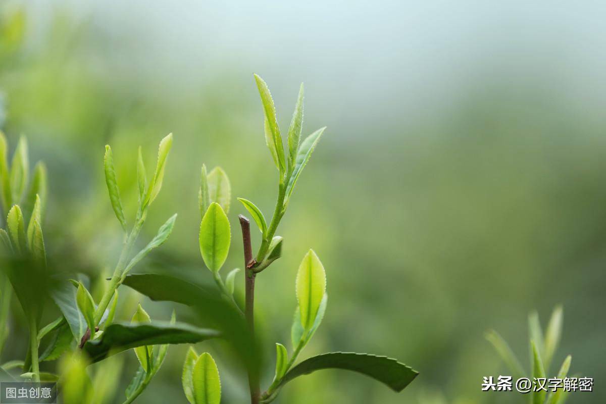 龍井茶葉的功效與作用龍井和大紅袍哪個是茶王