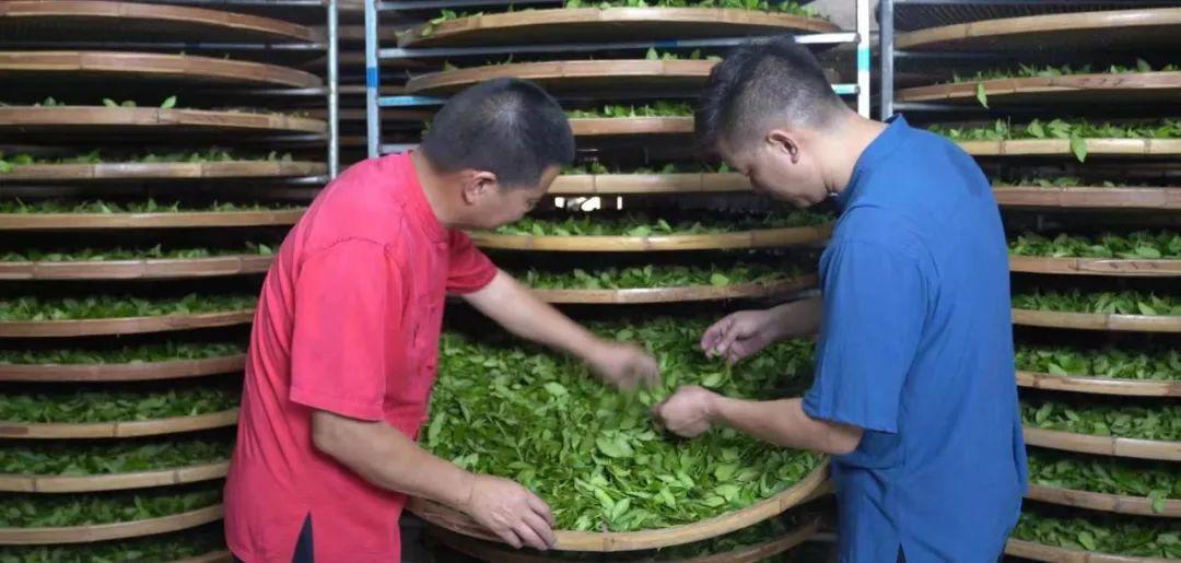 茶葉涼青的作用烏龍茶又名清茶屬于什么發酵茶