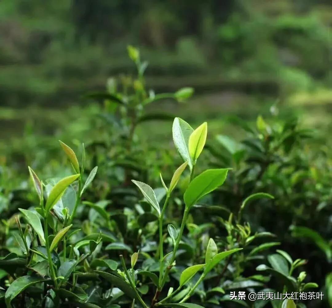 茶葉肉桂茶什么功效肉桂和桂子的區別