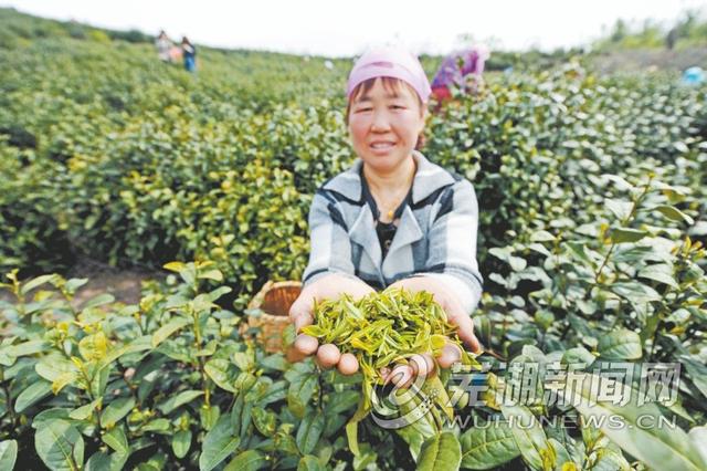 蕪湖茶葉批發市場安徽蕪湖江南      茶市名稱的歷史是什么