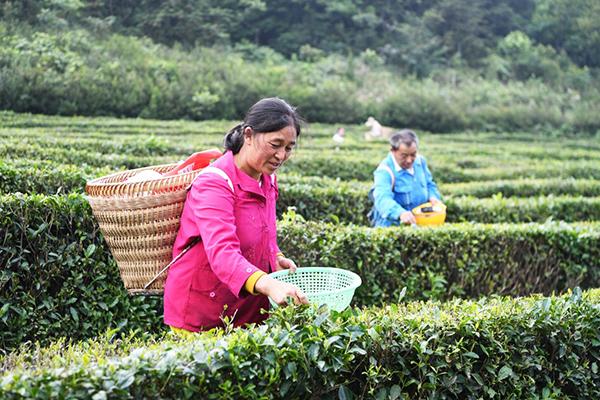 重庆茶叶批发市场几点开门重庆市天友乳业股份有限公司介绍