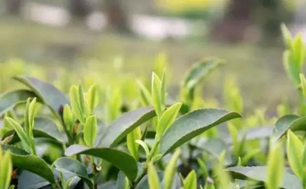 茶葉攤青多少濕度合適鐵觀音空調間發酵溫度濕度