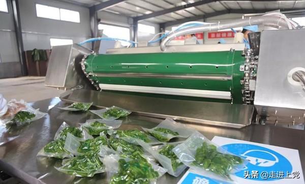 金桑葉茶的功效與作用桑葉泡水喝真的可以降三高排毒嗎