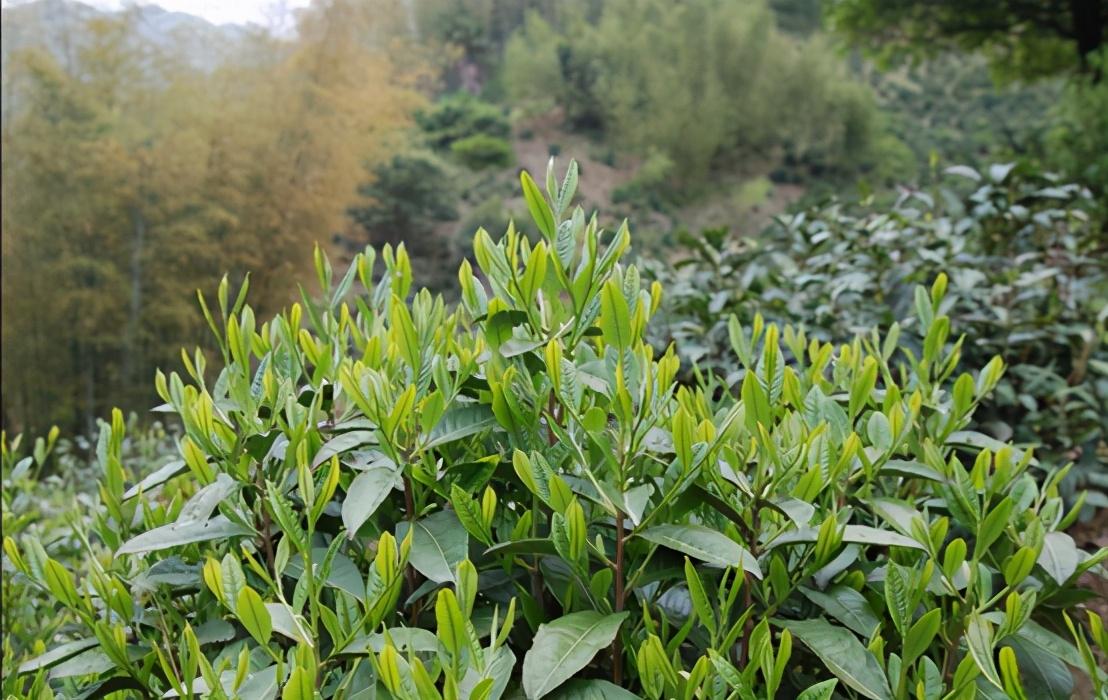 蕪湖茶葉批發市場在哪里有哪些有名的美食值得一嘗