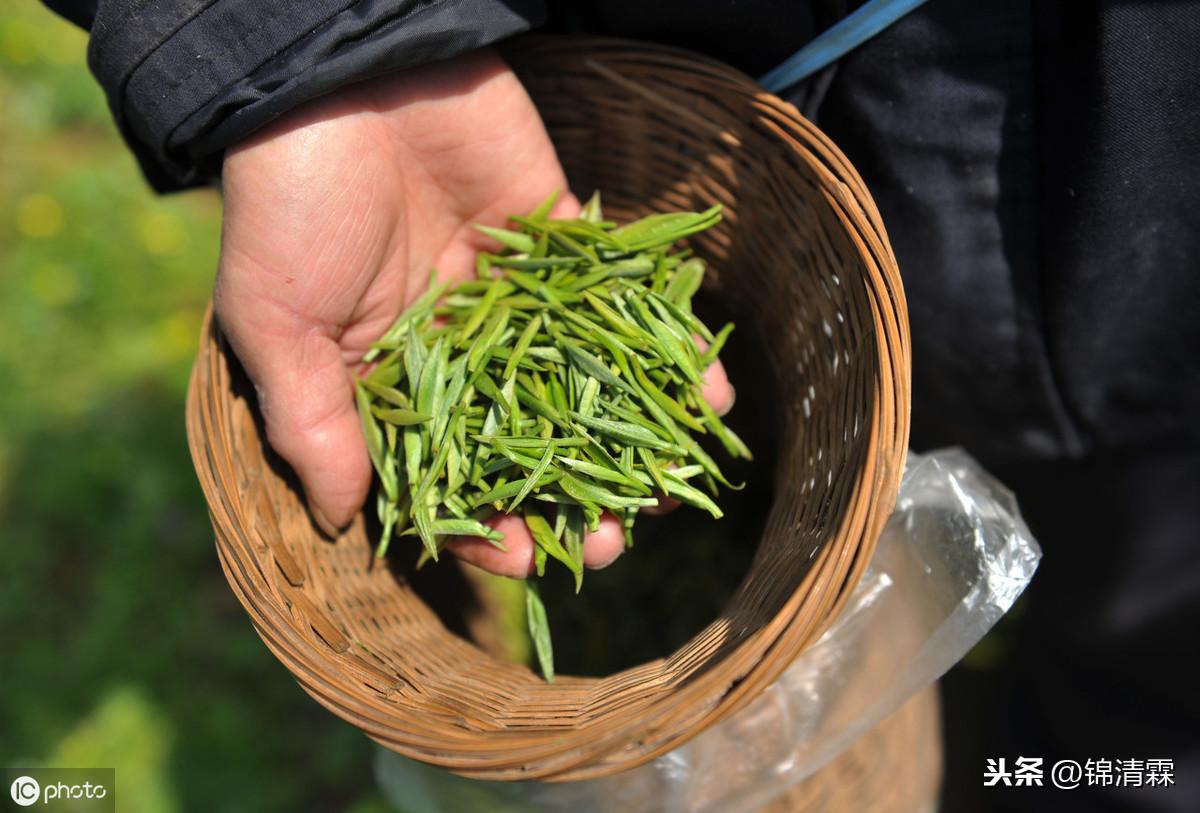 曬青綠茶是什么意思茶青殺青炒青蒸青曬青烘青這些過程分別有什么作用