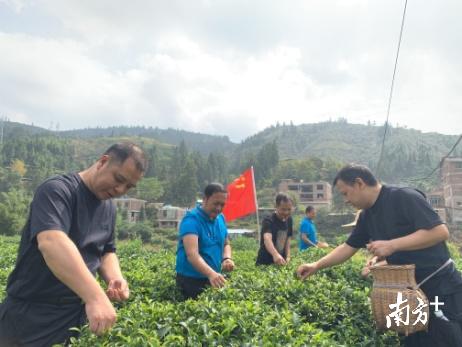 過了夜的茶葉茶可以喝嗎為什么總是在夜里或凌晨喝茶感覺茶很香啊