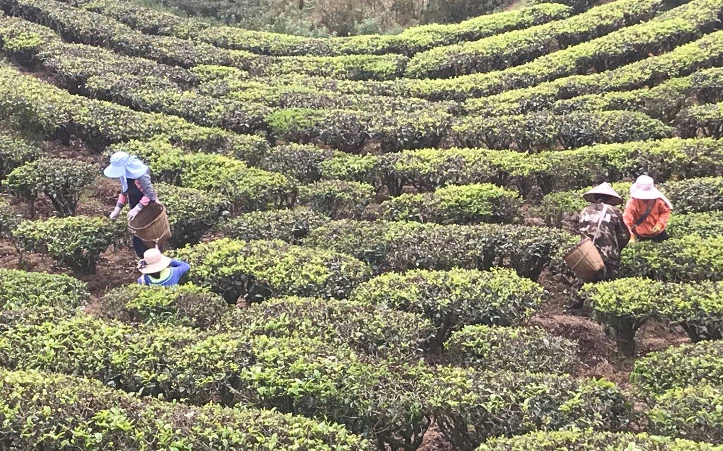 勐海毛茶交易市場生普的種類和特點