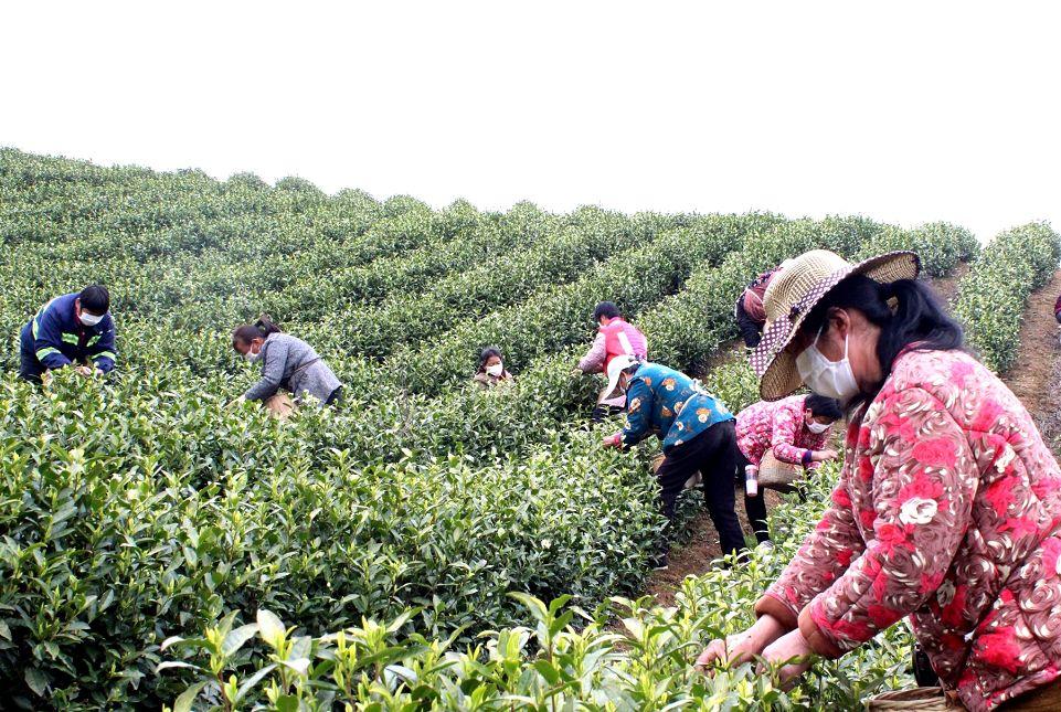 重慶茶園有什么廠招工重慶文德中學怎么樣