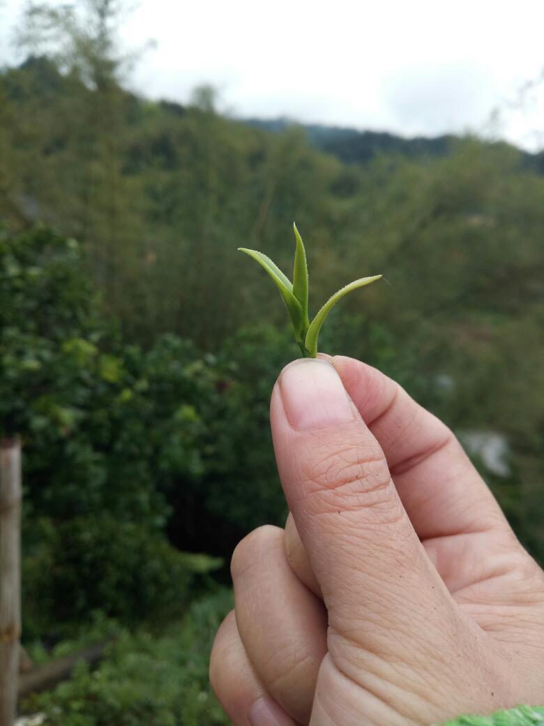 黑茶葉有什么作用黑珍珠茶葉怎么樣