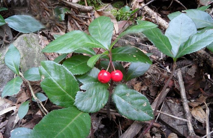 茶葉花的功效與作用長期將茶水倒入土壤中