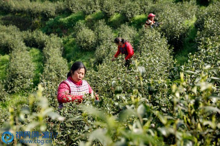 重慶茶葉批發市場怎么樣重慶茶葉市場營業時間