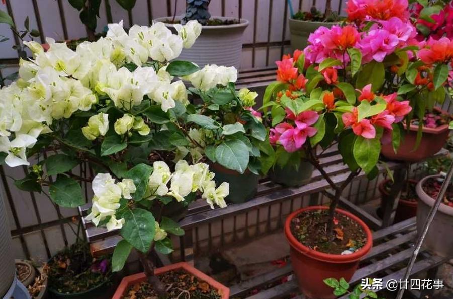 茉莉花茶功效與禁忌有哪些呢茉莉花茶適合什么季節(jié)喝