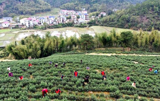 吉安茶葉批發市場排名地圖記憶口訣